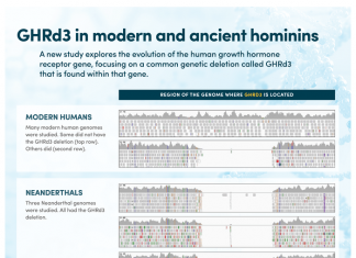 In a gene tied to growth, scientists see glimmers of human history