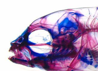 Jaws; or, how an African ray-finned fish is helping to rethink the fundamentals of evolution
