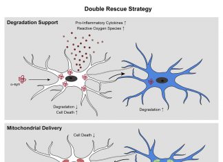 Microglia Form Networks That Engulf and Clear Pathogenic α-Synuclein