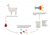 Potential COVID-19 Treatment Found in Llama Antibodies