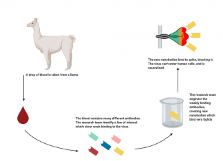 Potential COVID-19 Treatment Found in Llama Antibodies