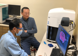 Researchers study recurrent neural network structure in the brain