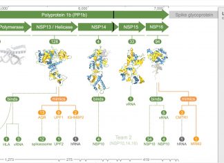 This 3D modeling reveals how SARS-CoV-2 attacks