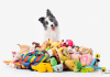 Exceptional learning capacities revealed in some gifted dogs