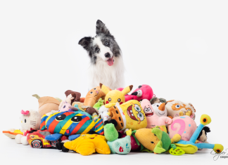 Exceptional learning capacities revealed in some gifted dogs