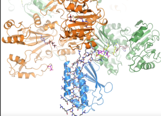 How bacteria create a piggy bank for the lean times Basic science discovery could lead to improved biomaterial production