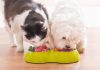 Increasing Demand for Premium Dietary Options Fueling the Global Pet Food Ingredients Market