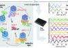 Self-Oscillating Circadian Clock Assembled in a Test Tube