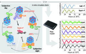 Self-Oscillating Circadian Clock Assembled in a Test Tube