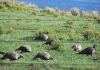 Studies find mixed results from sage grouse hunting restrictions