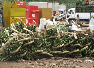 Uganda edges toward accepting biotechnology as climate challenges mount – Alliance for Science
