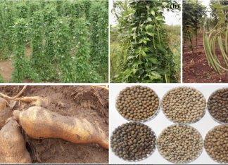 Biotechnology is boosting yields of high-protein African yam bean – Alliance for Science