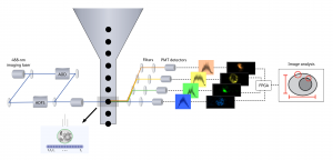 High-Speed Cell Sorter Enables Genome-Scale Studies of Complex Phenotypes