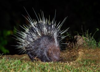 An abundance of SARS-CoV-2-like viruses in hunted wild animals traded in China