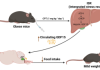Anticancer Drug Promotes Weight Loss in Obese Mice