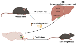Anticancer Drug Promotes Weight Loss in Obese Mice