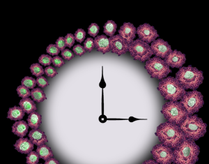 Circadian Cycle Controls Clearance of Alzheimer’s-Associated Amyloid Protein
