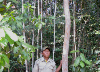 Coordinated conservation and restoration critical to save Asia’s threatened native trees
