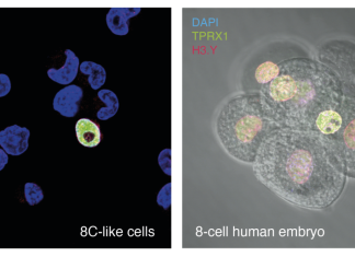 Human Embryo at 8-Cell Stage Modeled in New Stem Cell Culture