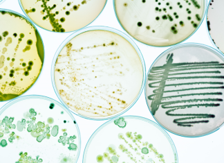 Kerry talks c-LEcta acquisition: ‘Biotechnology, synthetic biology and precision fermentation are radically transforming food’ – FoodNavigator.com