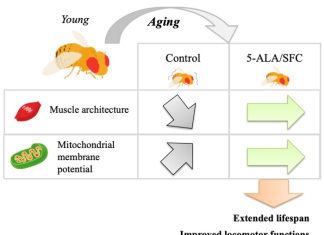 Key amino acid in heme production helps fight aging in muscles