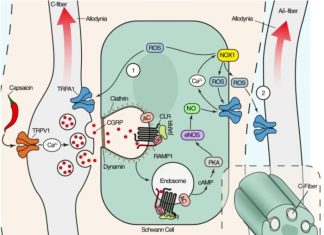 Migraine Treatment Brought a Step Closer through Schwann Cell Targeting