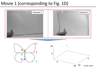 Numerical model of butterfly flight dynamics