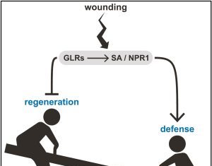 Plant Regeneration Promoted by Blocking Glutamate Receptors