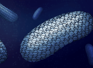 The protective armour of superbug C.difficile revealed