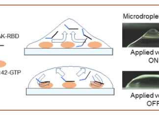 Assessing the invasive and metastatic potential of cancer cells from a tissue section