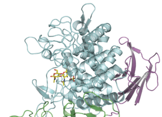 Bacterial enzyme makes new type of biodegradable polymer