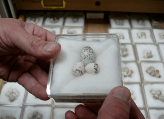 Birds are laying their eggs earlier, and climate change is to blame