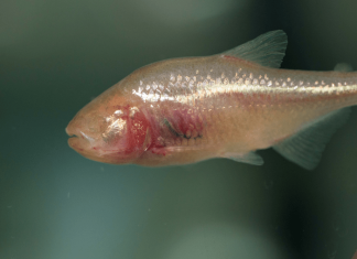 How do blind cavefish survive their low-oxygen environment?