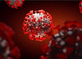 Identification of linear B cell epitopes in the SARS-CoV-2 proteome that are conserved in humans coronaviruses