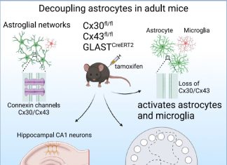 Memory Encoding Disrupted by Decoupled Astrocyte Networks in Mice