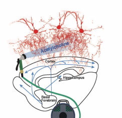 Neurons Implicated in Neurological Disease Communicate Early in Murine Brain Development