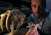 New sabre-tooth predator precedes cats by millions of years
