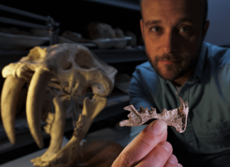 New sabre-tooth predator precedes cats by millions of years