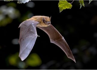 Patterns of bat β-coronaviruses evolution