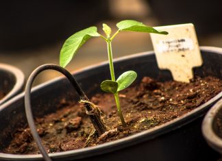 Public sector research leading LATAM’s foray into crop biotechnology – Alliance for Science