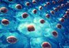 Researchers take pioneering efforts to optimize the functionality of pancreatic cells produced from stem cells