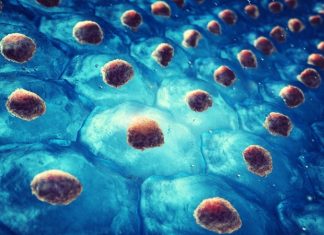Researchers take pioneering efforts to optimize the functionality of pancreatic cells produced from stem cells
