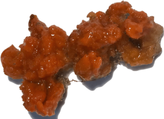 Sponges, not just their microbes, make biologically potent compounds