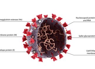 Study explores favorable signatures for specific RNA motif recognition by SARS-CoV-2 nucleocapsid