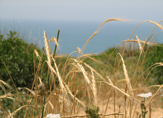 The hardy wild grass that could save our bread
