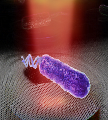 Antibiotic Resistance Detected by Graphene Drums Sensing Bacterial Soundtrack