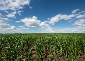 Biotechnology: the pros and cons of its use in agriculture – Diálogo Chino
