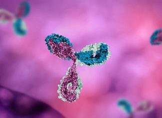Common coronavirus infections don’t generate antibodies that effectively cross-react with SARS-CoV-2