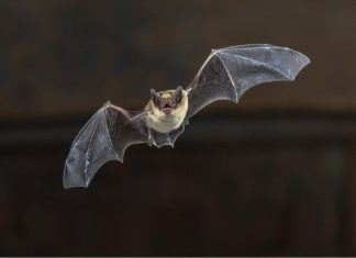 Exploring evolutionary trajectories of SARS-CoV-2 interacting proteins in bats and primates