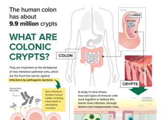How T cell-derived interleukin-22 promotes antibacterial defense of colonic crypts
